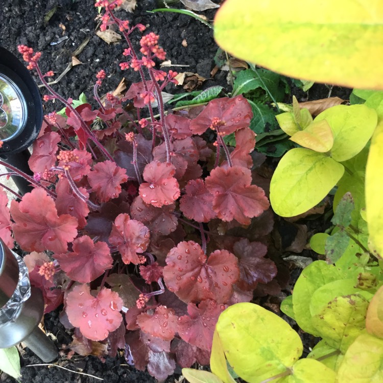 Plant image Heuchera 'Cherry Cola'