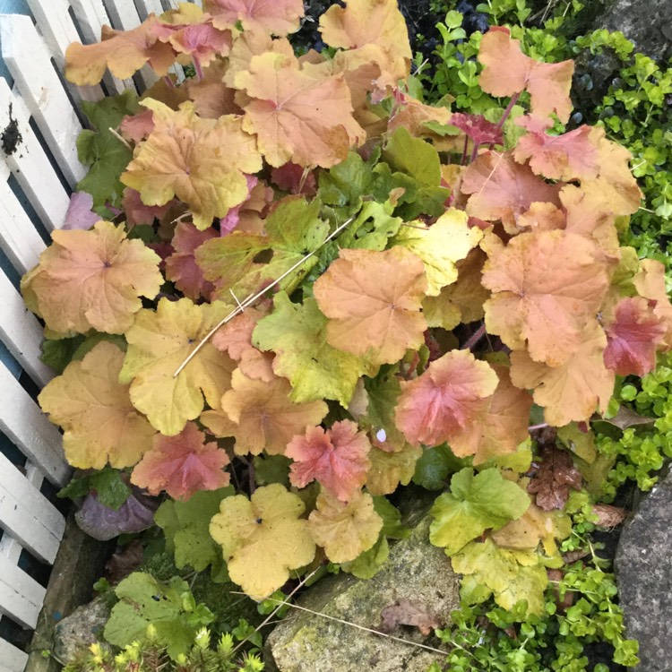 plant image 355805
