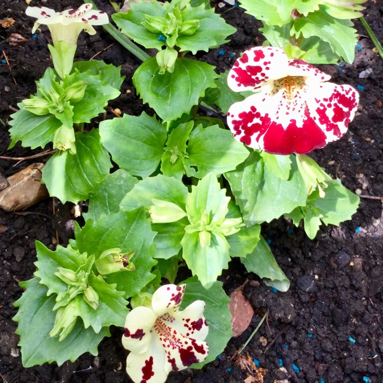 plant image 708340