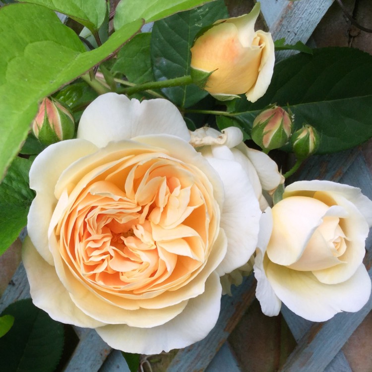 plant image 736310