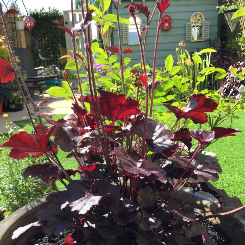 Plant image Heuchera villosa 'Bronze Wave'
