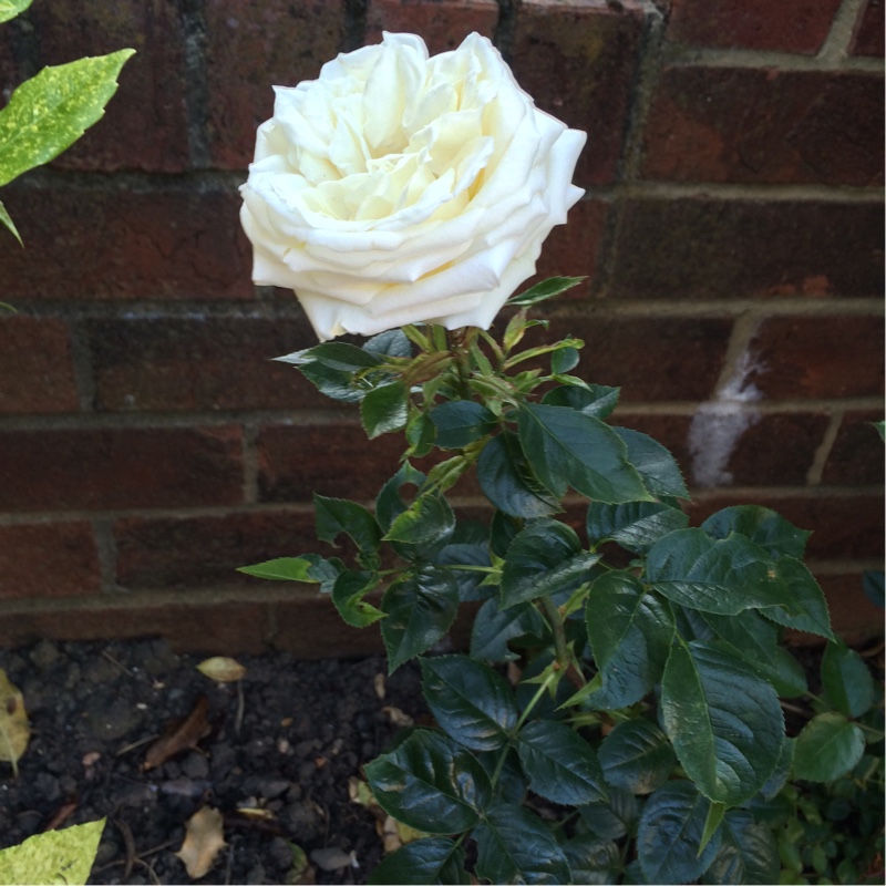 Plant image Rosa 'Diamond Wedding'
