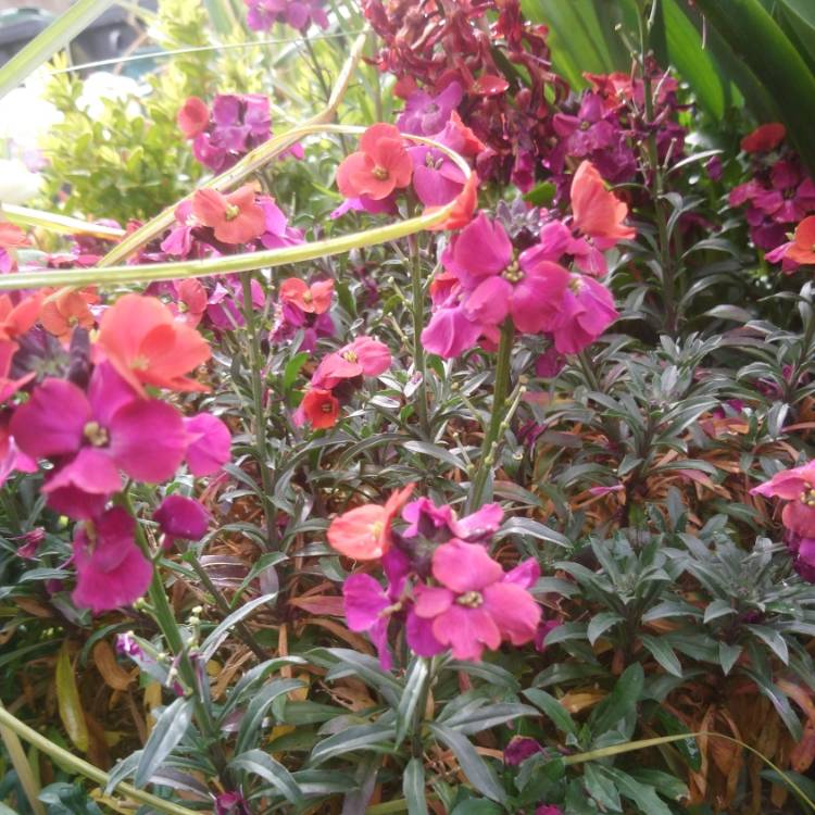 Plant image Erysimum 'Red Jep'