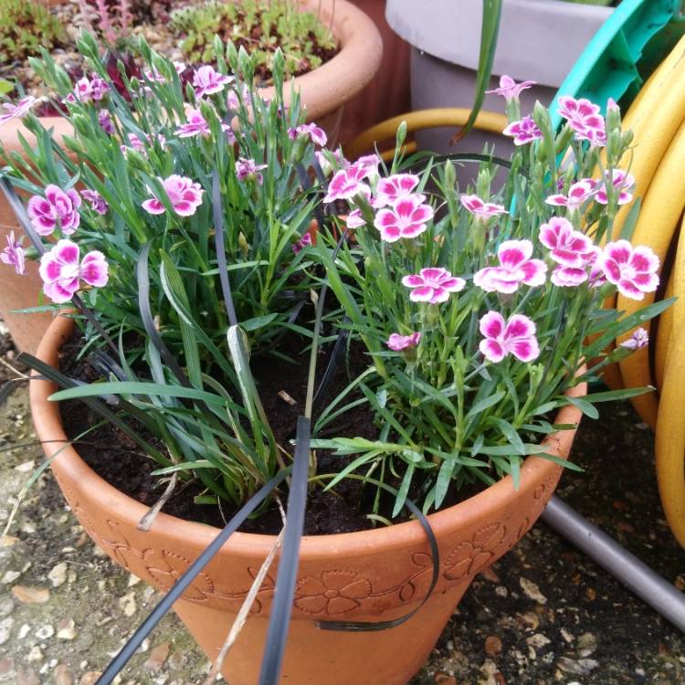 Plant image Dianthus 'Pink Kisses'