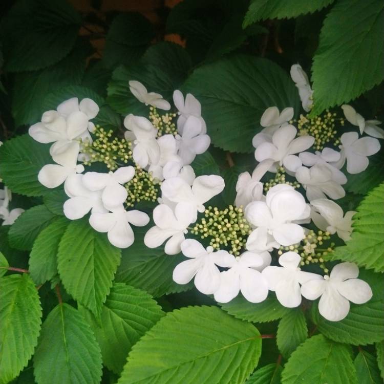 plant image 1016775 plant image 1016775