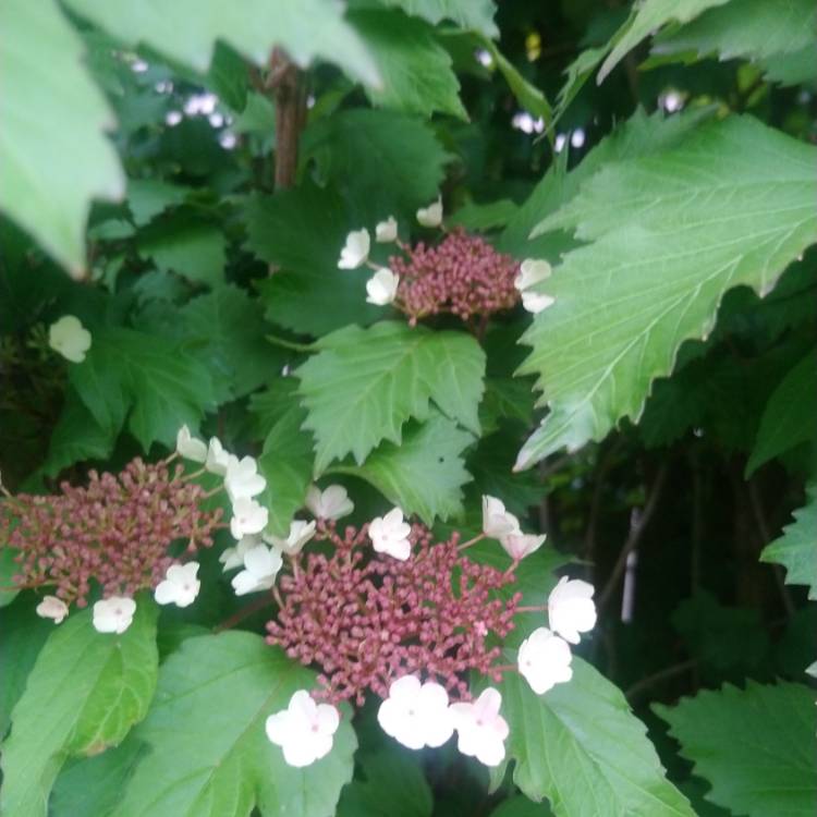 Plant image Viburnum sargentii 'Onondaga'