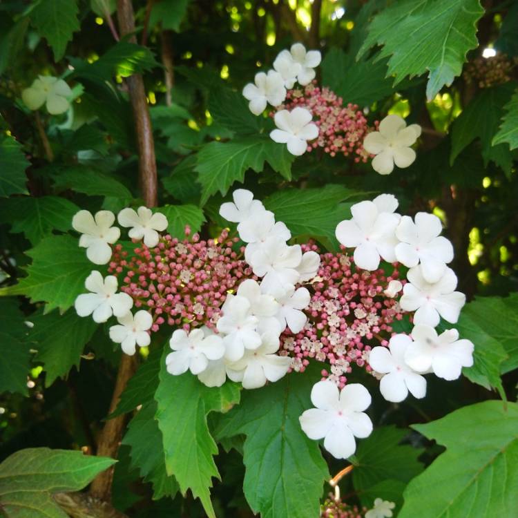 plant image 1029869