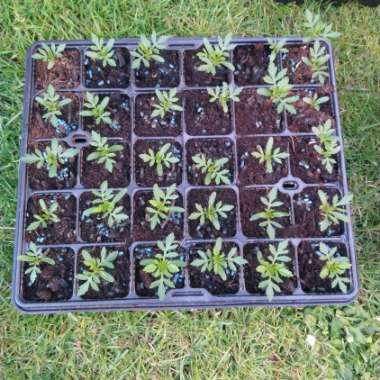Tagetes