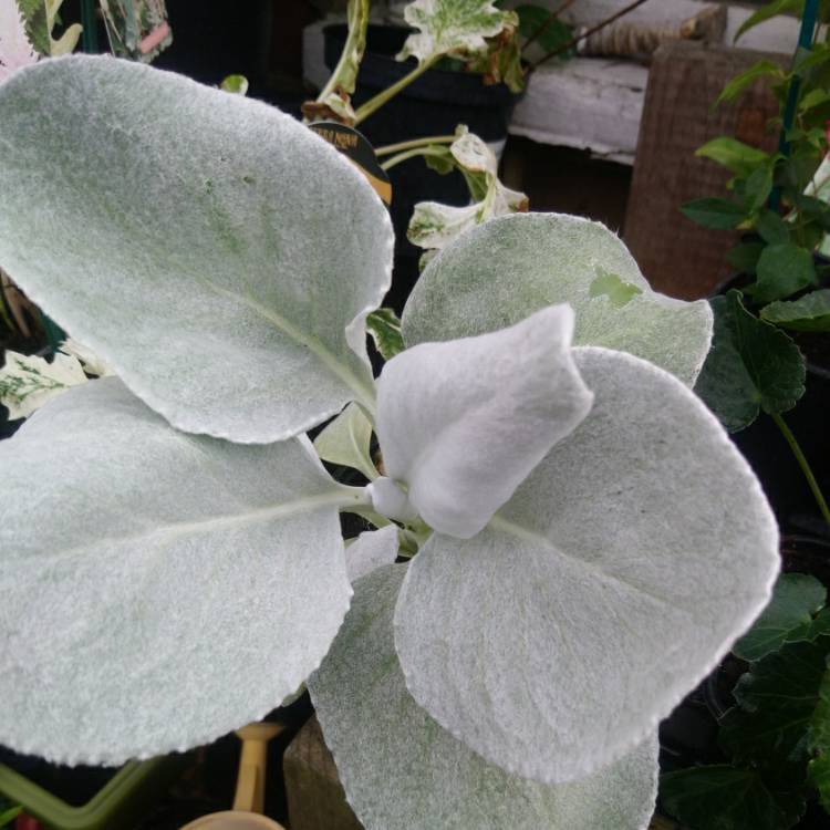Plant image Senecio candicans 'Angel Wings'