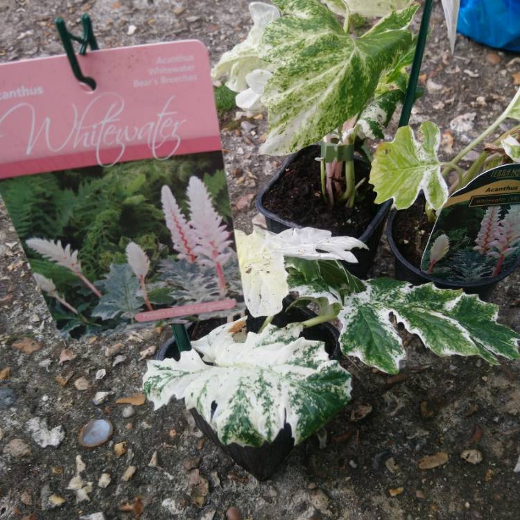 plant image 1081650