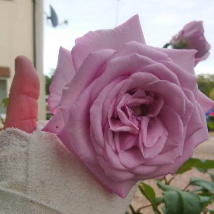 Plant image Rosa 'Tannacht' syn. Rosa 'Blue Moon', Rosa 'Blue Munday', Rosa 'Sissi', Rosa 'Navo-Rose', Rosa 'Mainzer Rad', Rosa 'Mainzer Fastnacht'