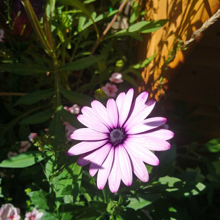 plant image 1152599