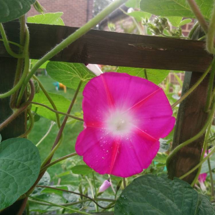 plant image 1153562