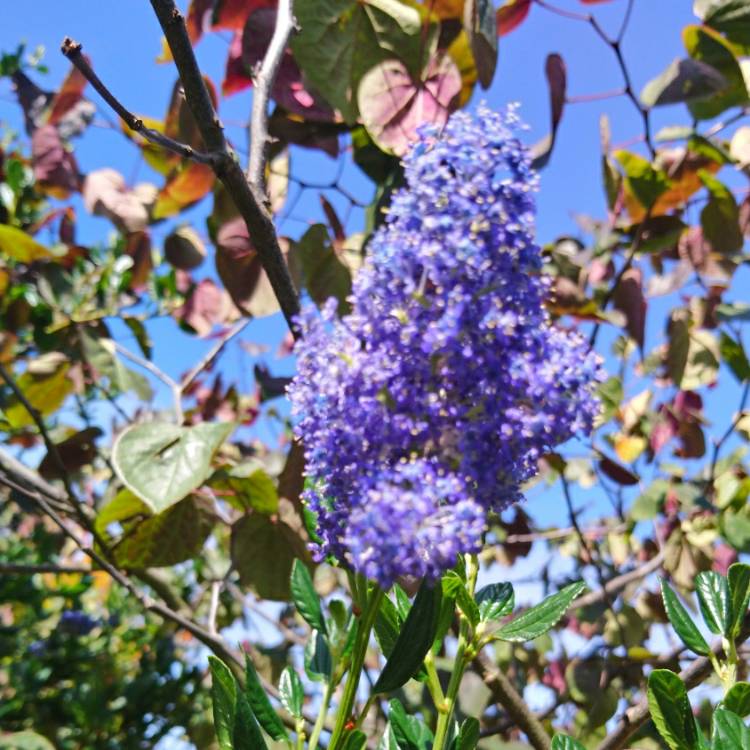 Plant image Ceanothus thyrsiflorus 'Skylark'