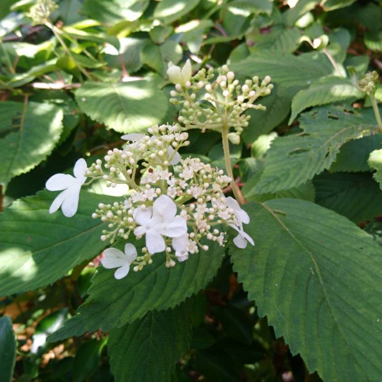 plant image 1159782 plant image 1159782