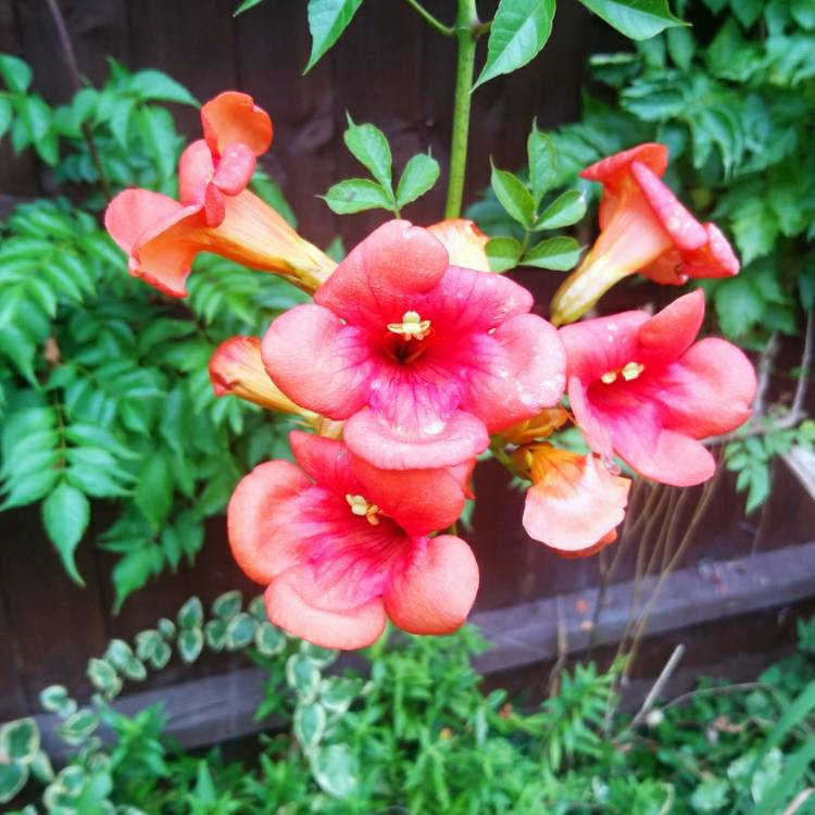 Plant image Campsis