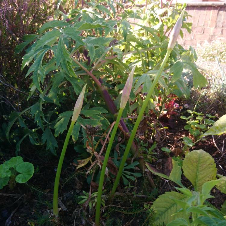plant image 1166267