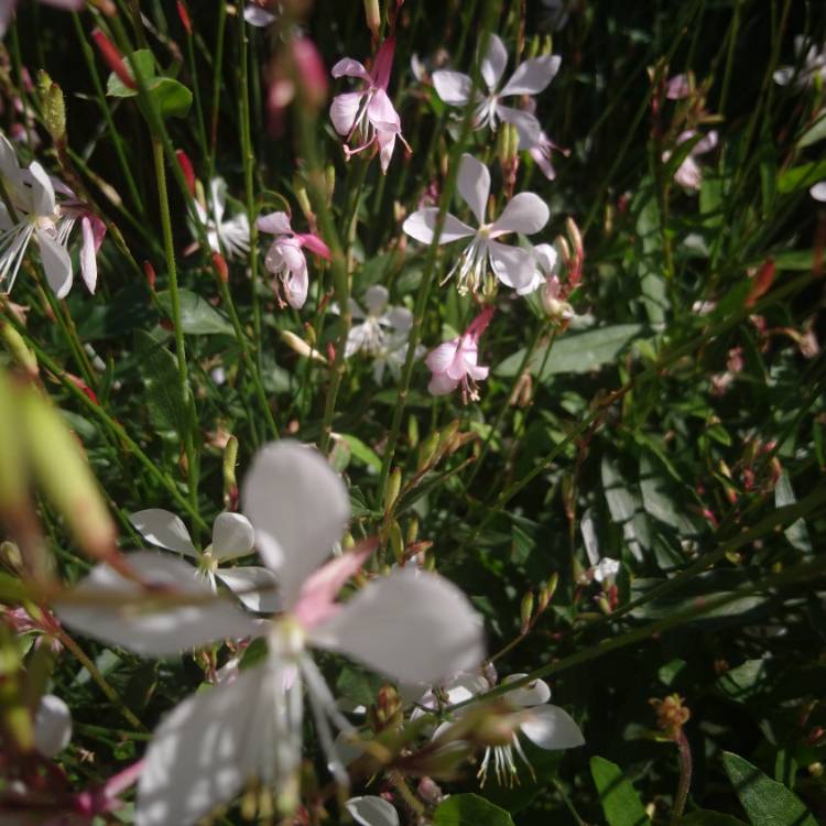 Plant image Oenothera lindheimeri  syn. Gaura lindheimeri