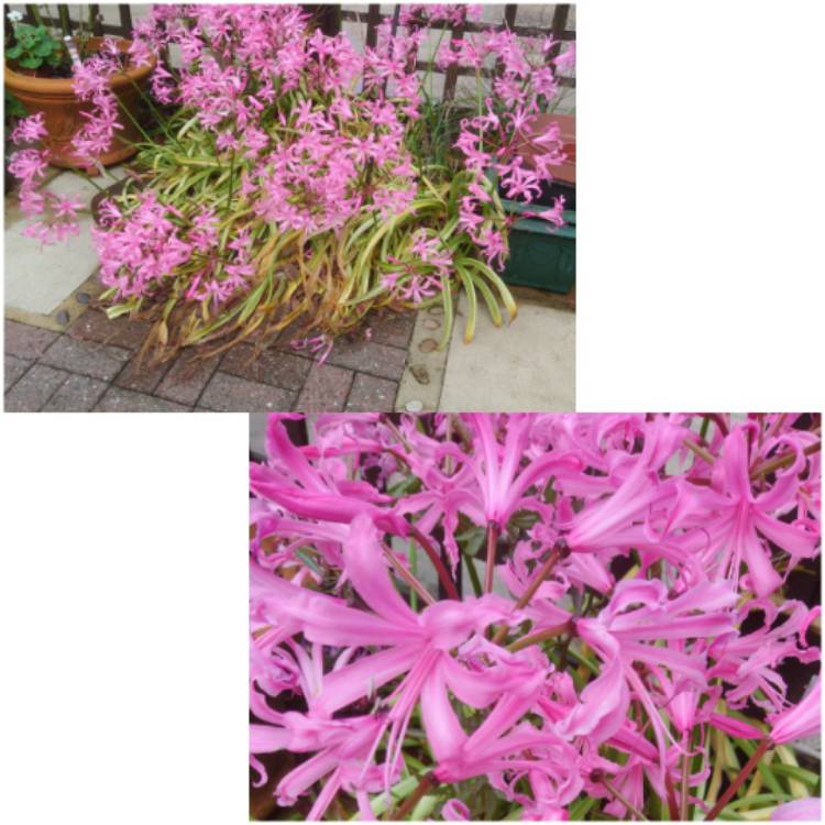 plant image 1186518