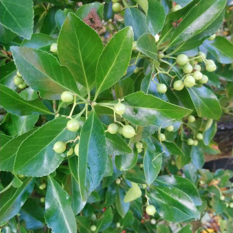 plant image 1194467
