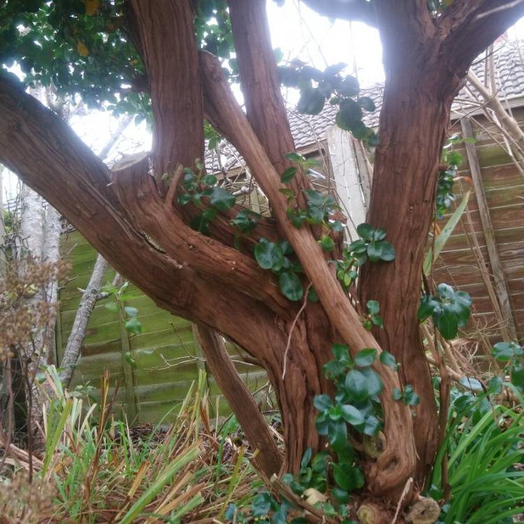 Plant image Escallonia