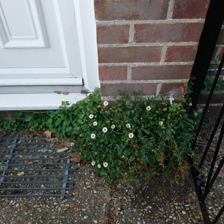 Plant image Erigeron karvinskianus