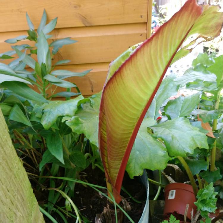 plant image 1273446 plant image 1273446