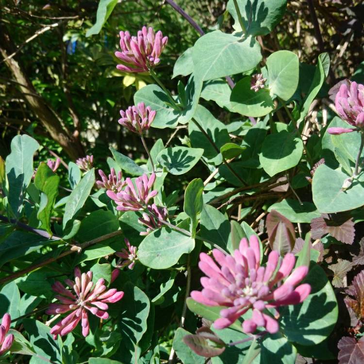 Plant image Lonicera periclymenum 'Serotina' syn. Lonicera periclymenum 'Florida'