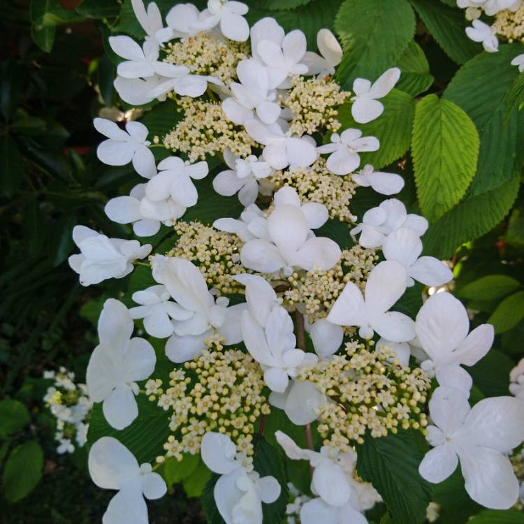 plant image 1286242 plant image 1286242