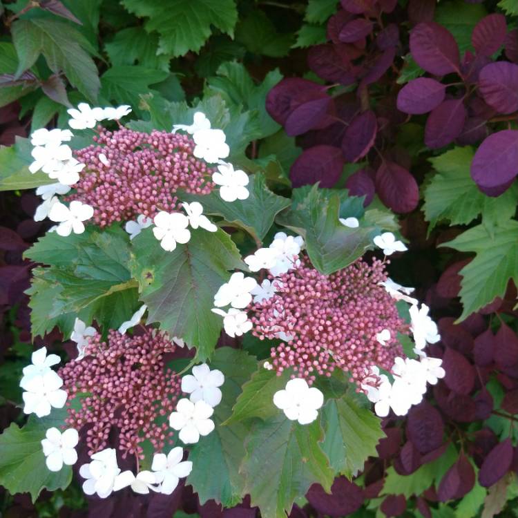plant image 1286248