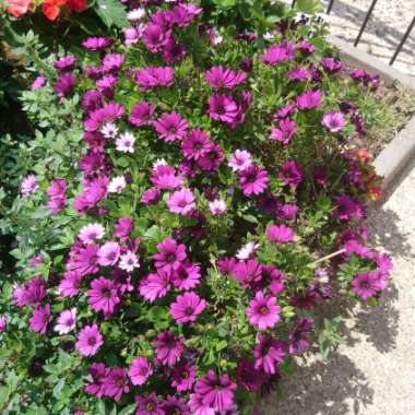 Osteospermum