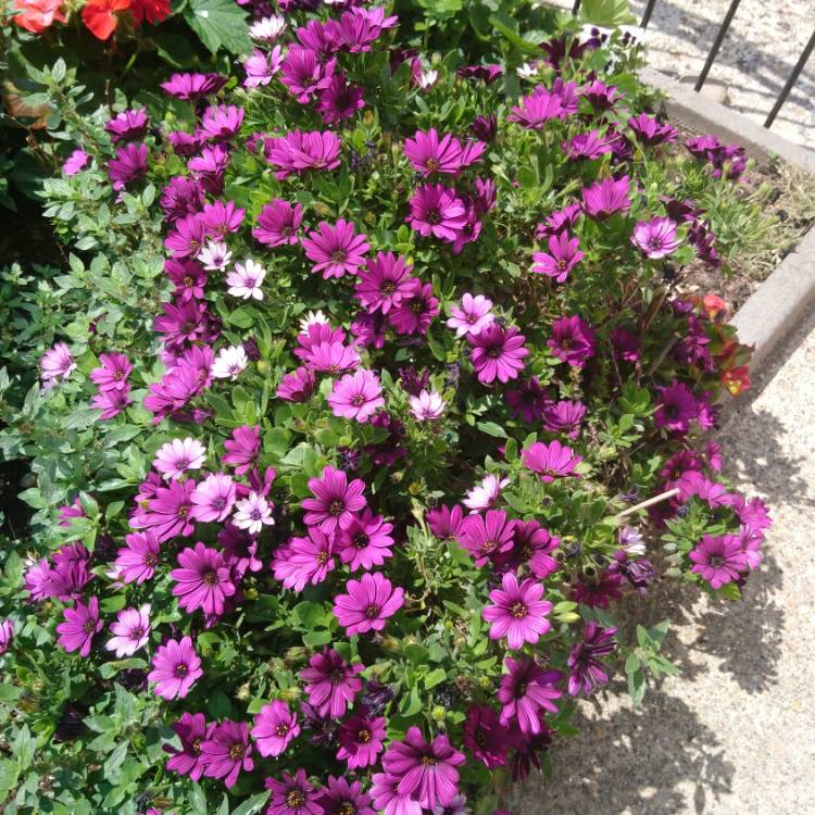 plant image 1339317