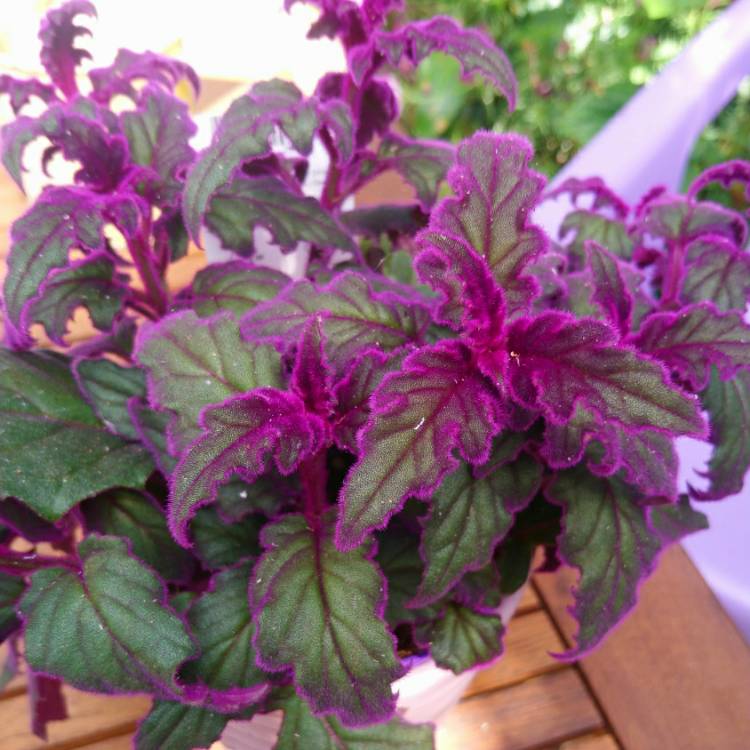 Plant image Gynura Aurantiaca 'Purple Passion'