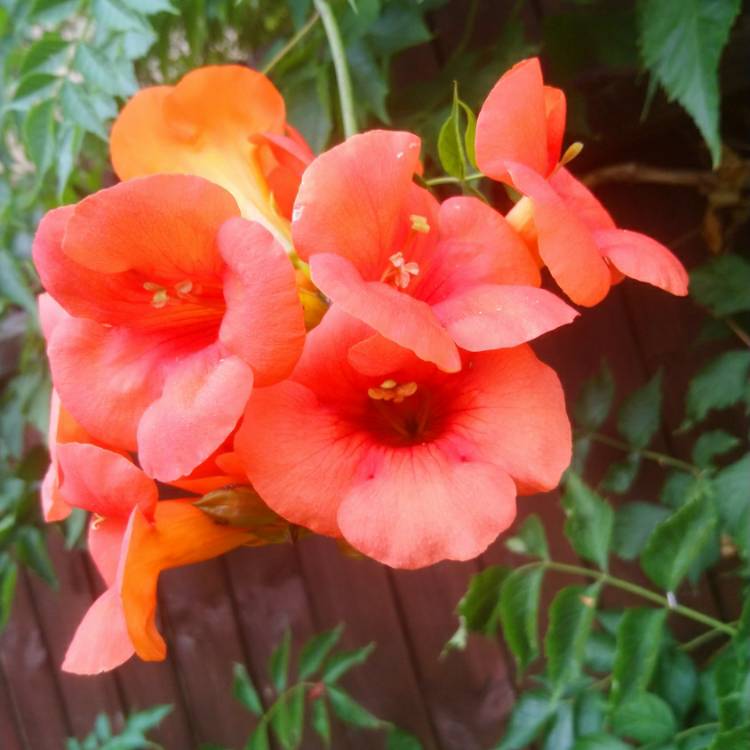 plant image 1389362