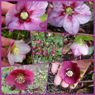 Carol 's garden