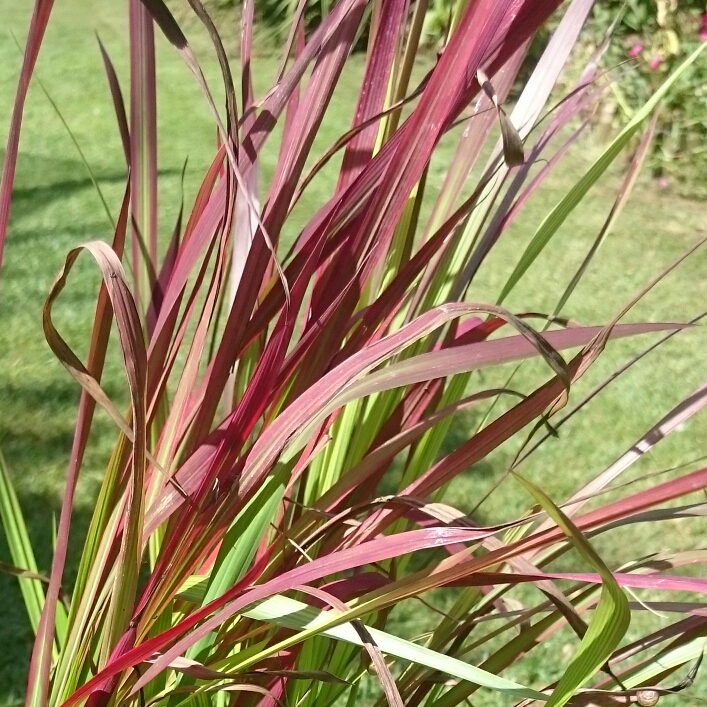 Plant image Imperata cylindrica 'Rubra'