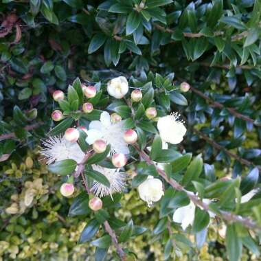 Myrtus communis