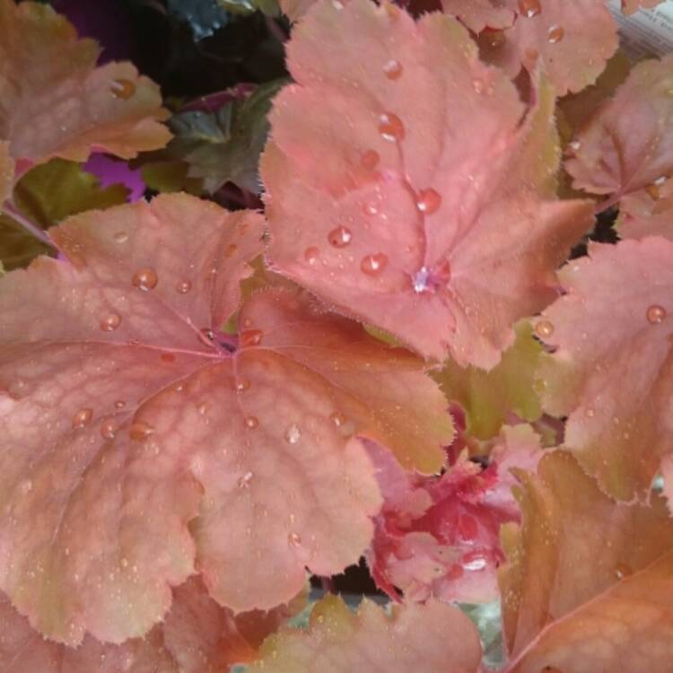 Plant image Heuchera 'Cherry Cola'
