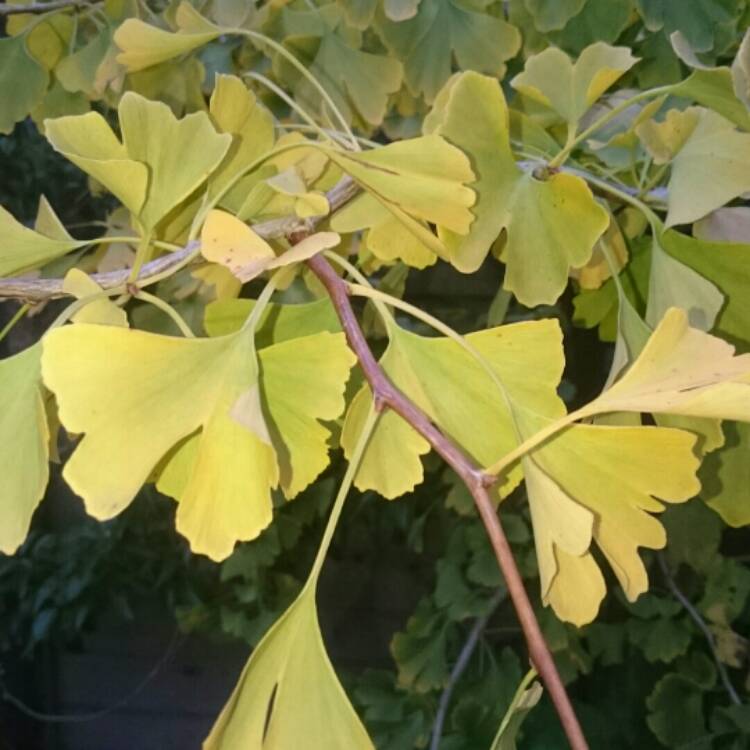 Plant image Ginkgo biloba