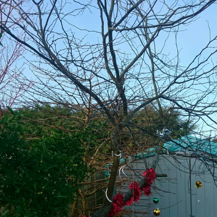 plant image 293570