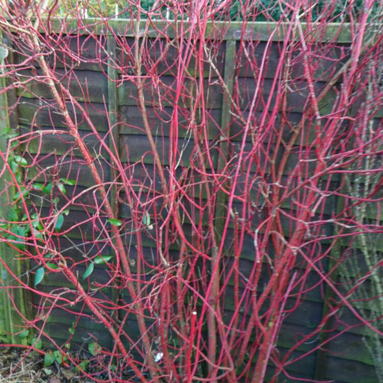 plant image 298707 plant image 298707