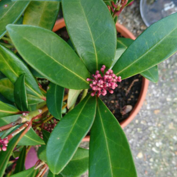 Plant image Skimmia japonica 'Rubella'