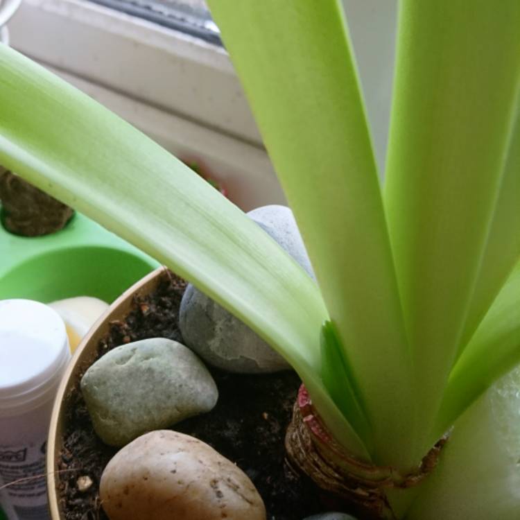 Plant image Hippeastrum