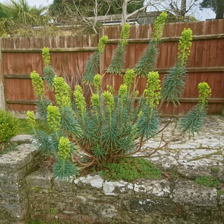 Plant image Euphorbia