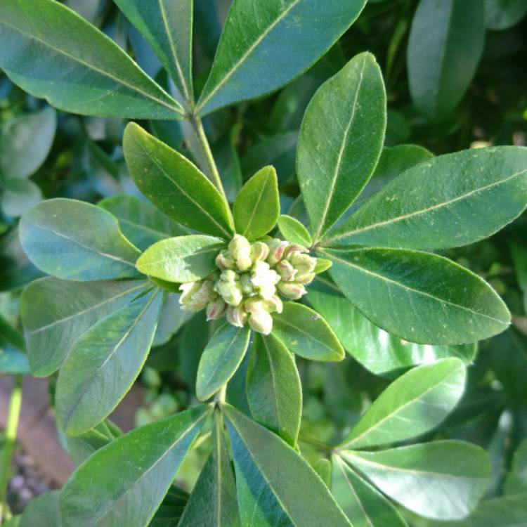 plant image 325385