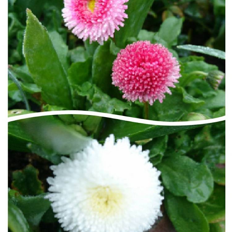 Plant image Bellis Perennis