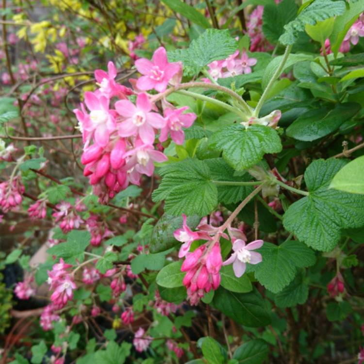 plant image 331252