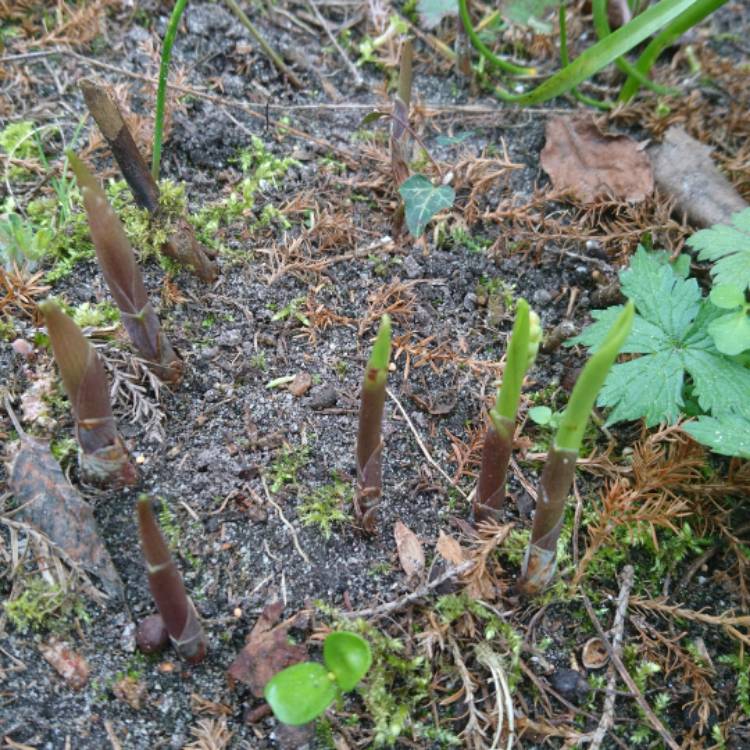Plant image Convallaria majalis