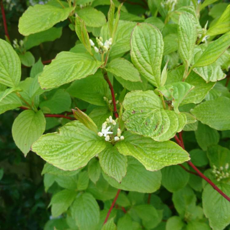plant image 344814 plant image 344814