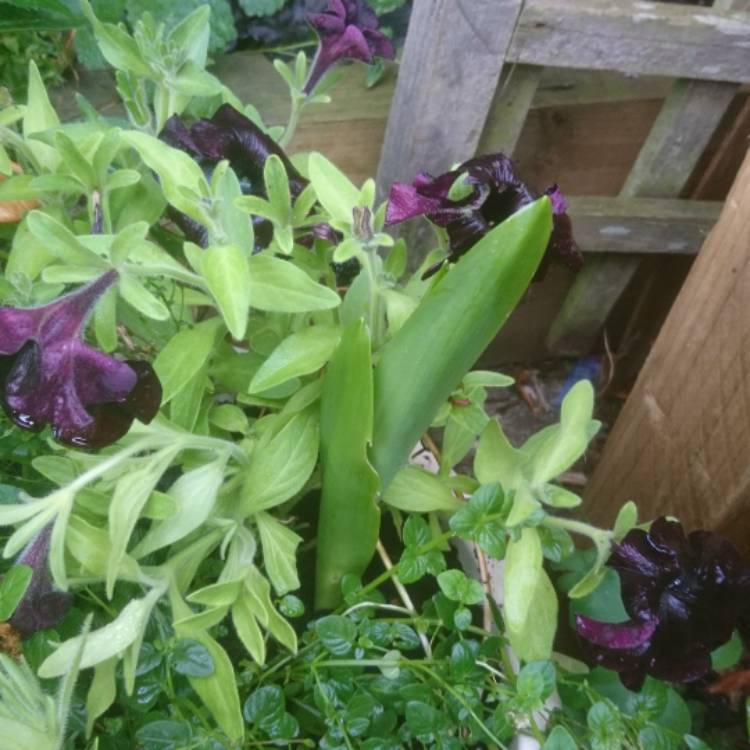 Plant image Ornithogalum saundersiae